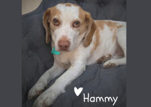 Hammy’s CLOSED Hammy’s CLOSED